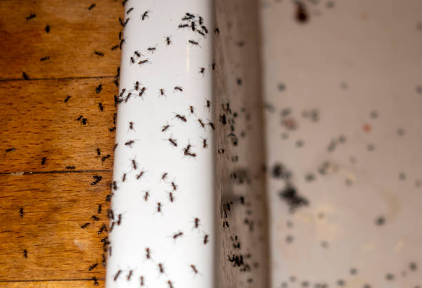 Best Best Pest Control Companies  in Leland Grove, IL